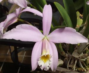 Cattleya jongheana