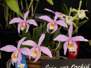 Cattleya jongheana