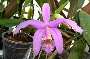 Cattleya jongheana