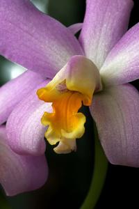 Cattleya longipes