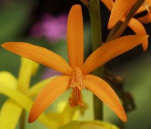 Cattleya neokautskyi