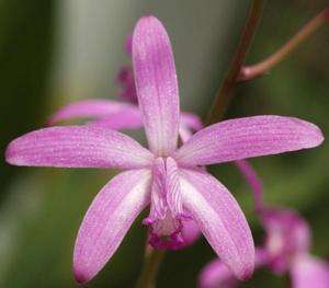 Cattleya caulescens