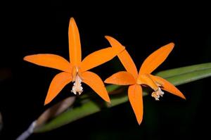 Cattleya harpophylla