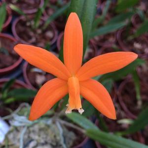 Cattleya harpophylla