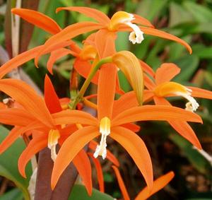 Cattleya harpophylla