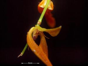 Bulbophyllum wallichii