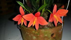 Cattleya pygmaea