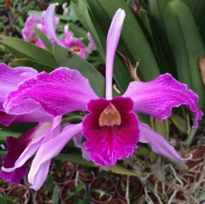 Cattleya purpurata