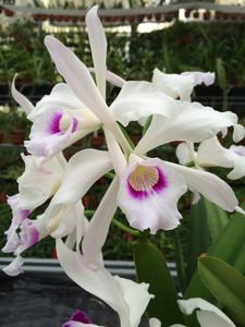 Cattleya purpurata