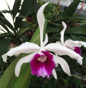 Cattleya purpurata