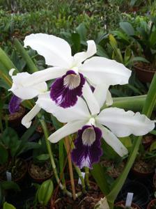 Cattleya purpurata