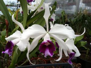 Cattleya purpurata