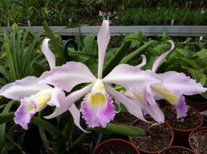 Cattleya purpurata