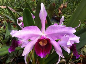 Cattleya purpurata