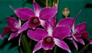 Cattleya purpurata