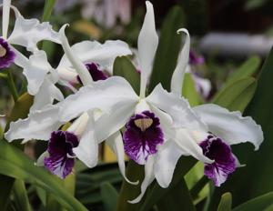 Cattleya purpurata