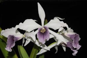 Cattleya purpurata