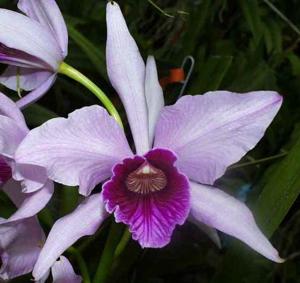 Cattleya purpurata