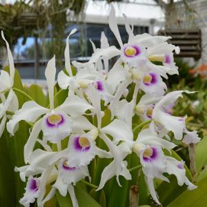 Cattleya purpurata