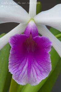 Cattleya purpurata