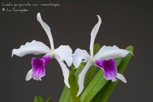 Cattleya purpurata