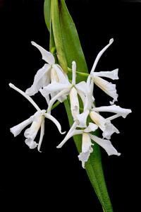 Cattleya purpurata