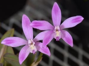 Cattleya ghillanyi