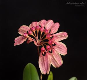 Bulbophyllum weberi