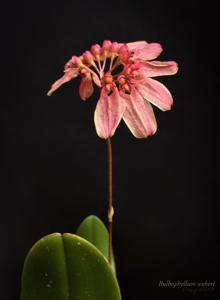 Bulbophyllum weberi