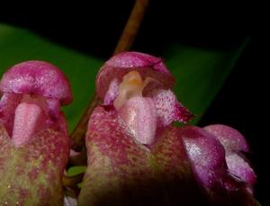 Bulbophyllum weberi
