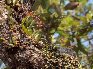Bulbophyllum wendlandianum