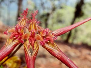 Bulbophyllum wendlandianum