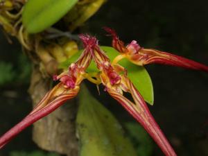 Bulbophyllum wendlandianum