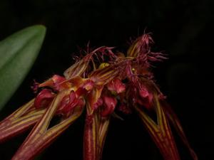 Bulbophyllum wendlandianum