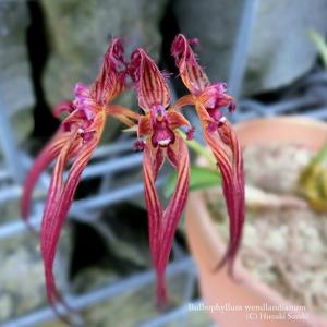 Bulbophyllum wendlandianum
