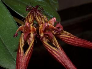 Bulbophyllum wendlandianum