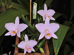 Cattleya praestans