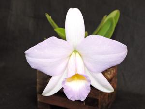 Cattleya praestans