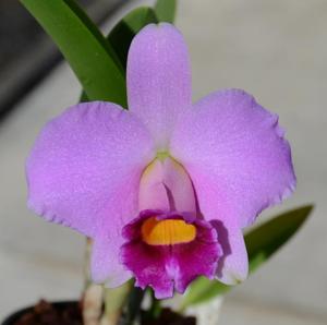 Cattleya praestans