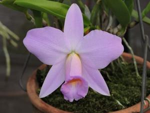 Cattleya praestans