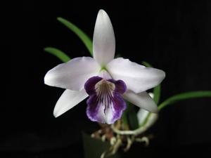 Cattleya bicalhoi