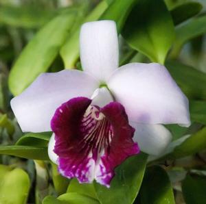 Cattleya bicalhoi