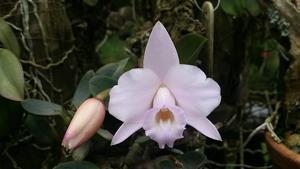 Cattleya alaorii