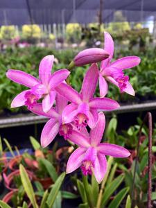 Cattleya caulescens