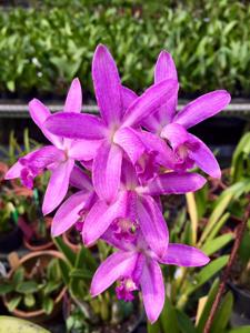 Cattleya caulescens