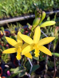 Cattleya crispata