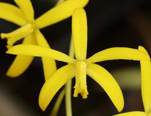 Cattleya endsfeldzii