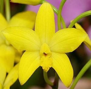 Cattleya briegeri