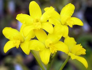 Cattleya briegeri