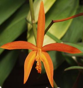 Cattleya cinnabarina